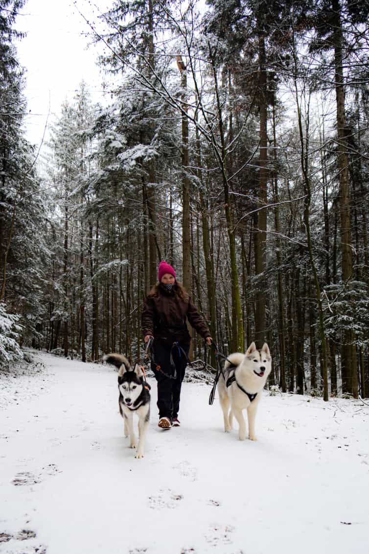 🐾 Husky-Erlebnisse in Althütte | Freude-am-Futter in Althütte