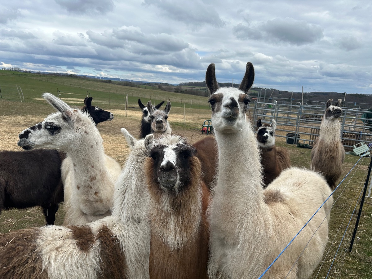 Allerhand Alpakas und Lamas
