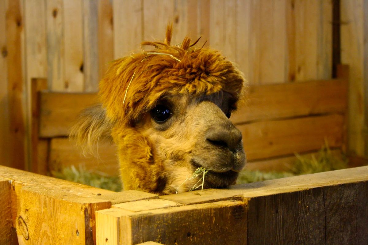 Alpaka Wanderung in Rednitzhembach