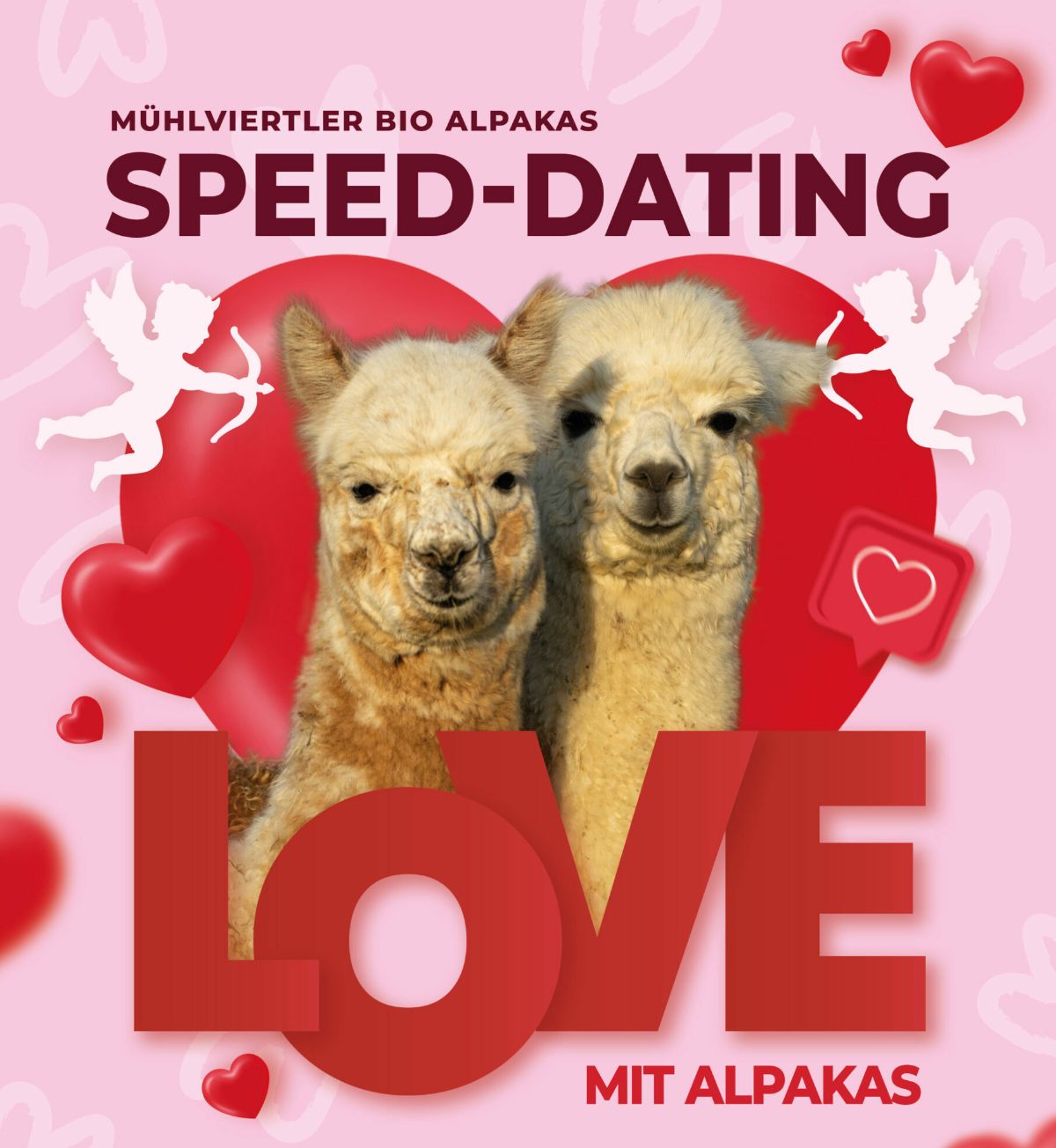 Alpaka-Dating 