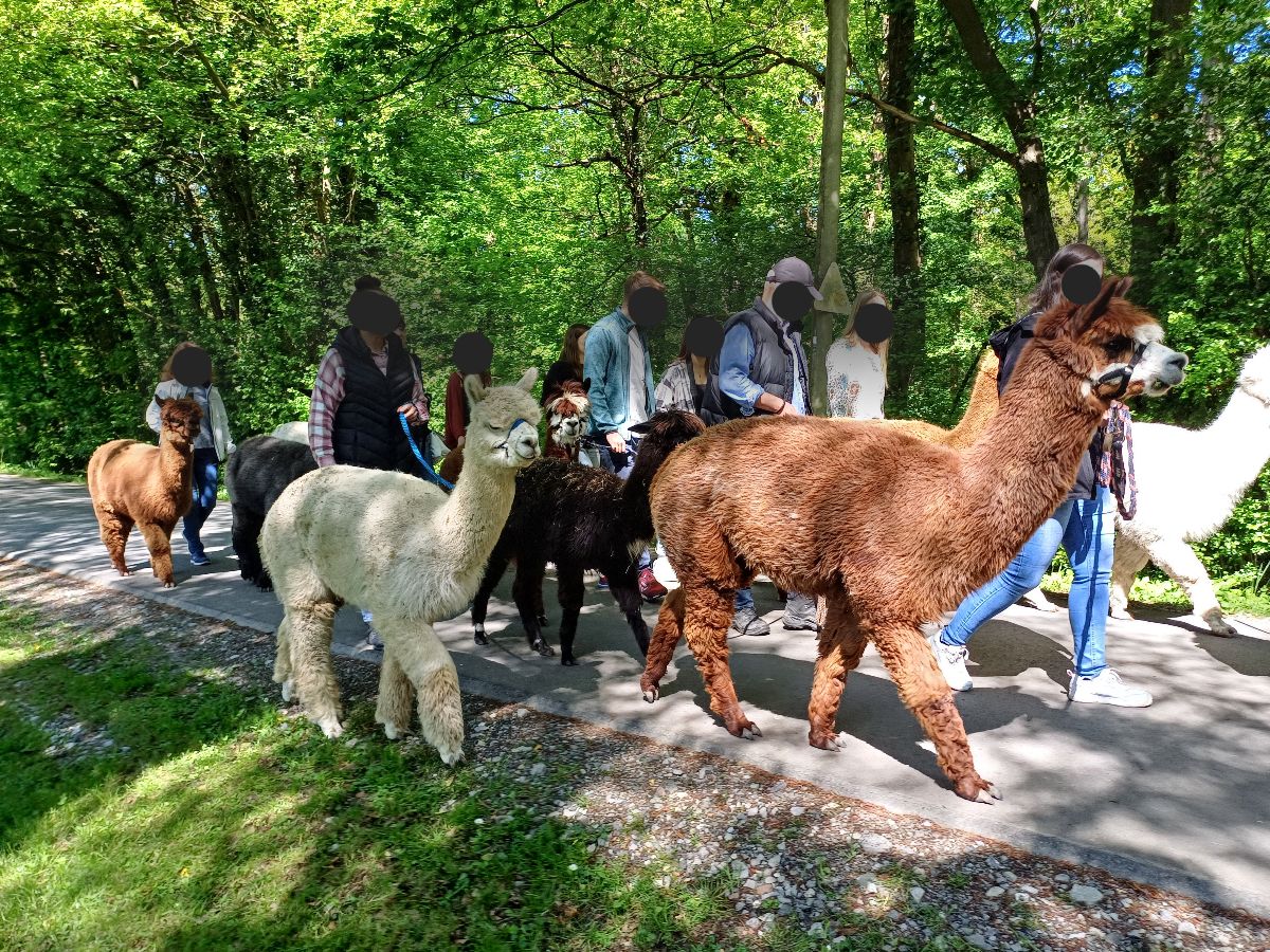 Alpaka-Spaziergang  in Ahlen