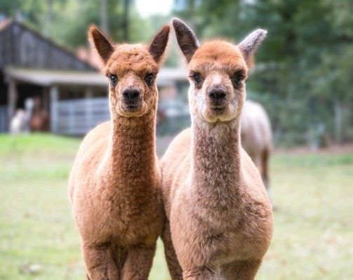 Alpaktourenund Hofladen Hohe Heide im Münsterland