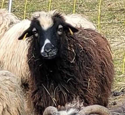 Erlebnisbauernhof ArcheSchäferei Erlebnisbauernhof ArcheSchäferei