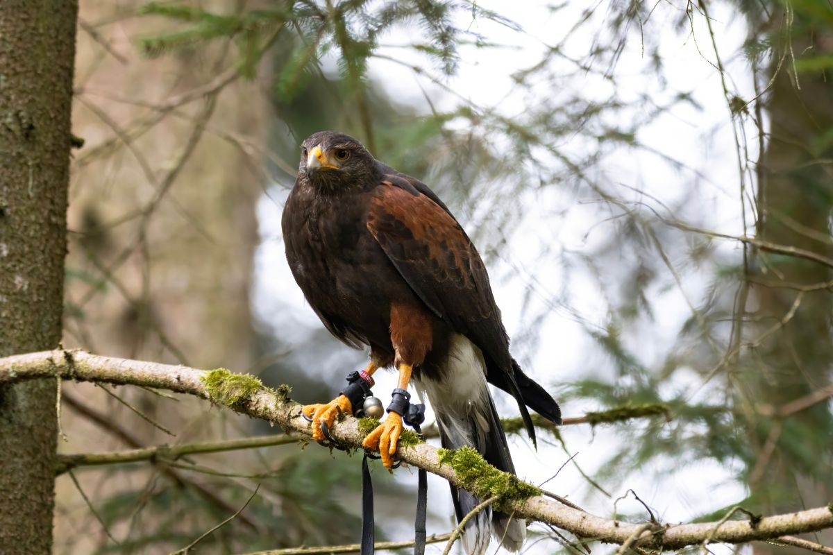 Erlebnistour mit dem Wüstenbussard in Laupheim