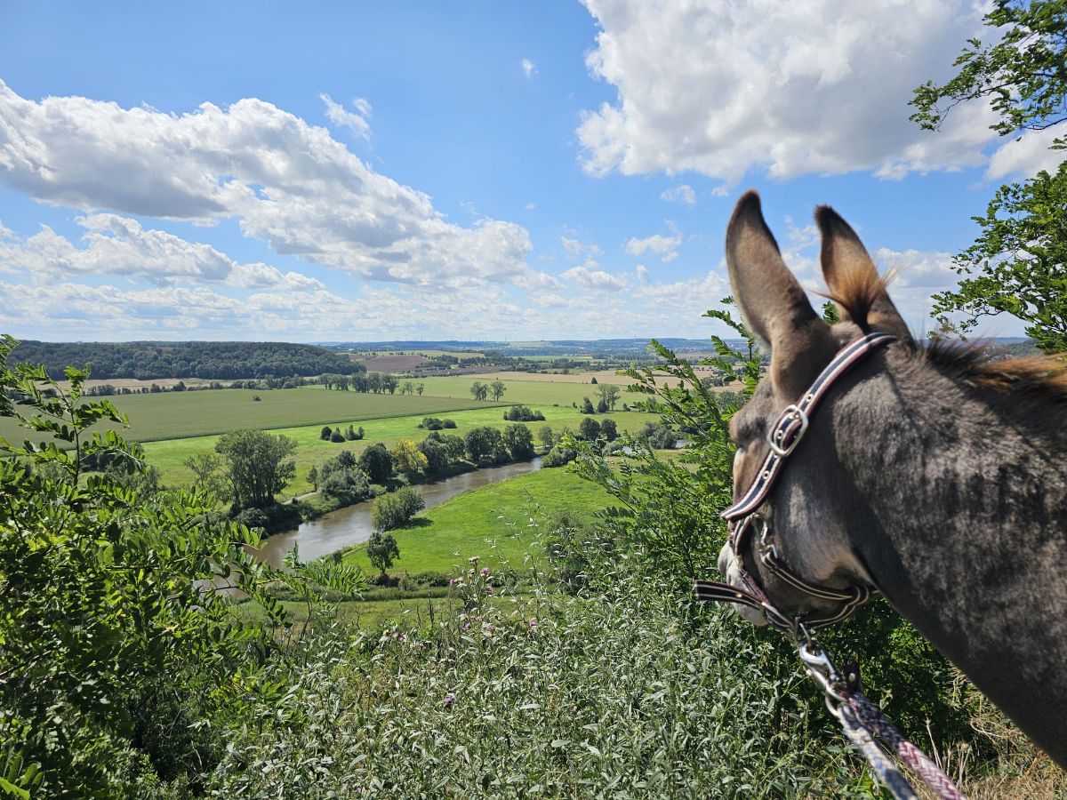 Esel- & Ponywanderung in Goseck