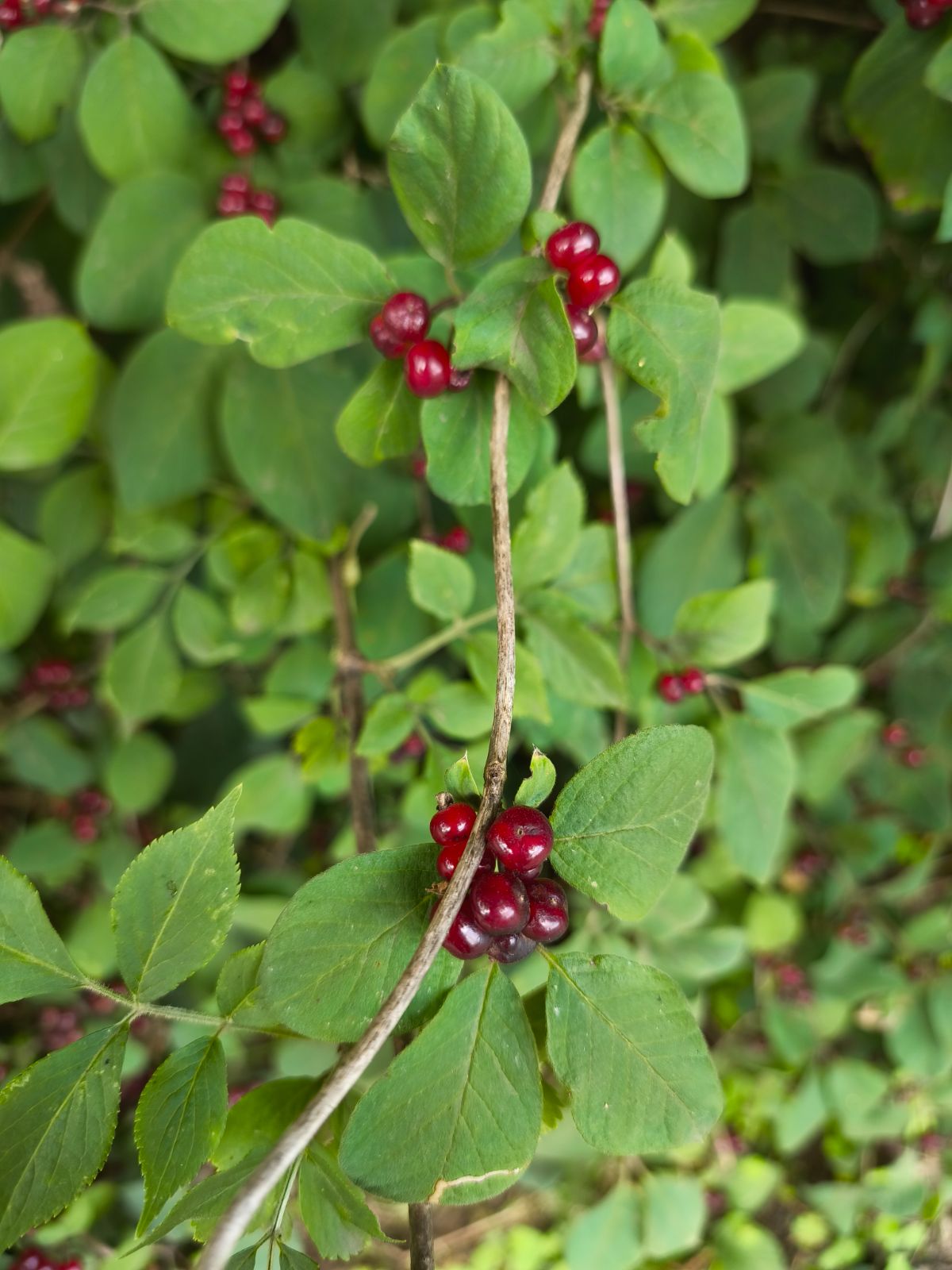 Grillplatz Voltlage in Voltlage