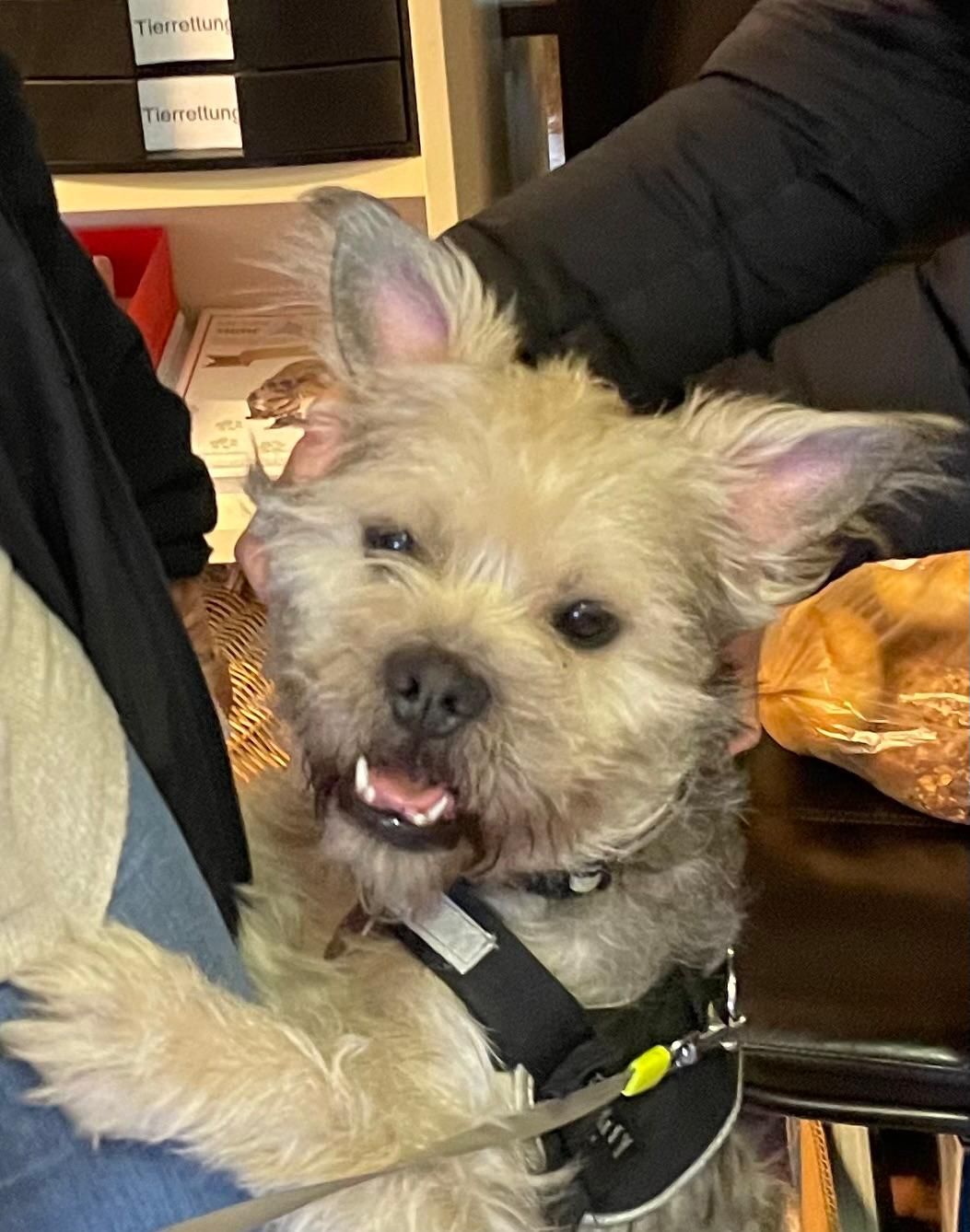 Hundespielplatz Köln in Köln