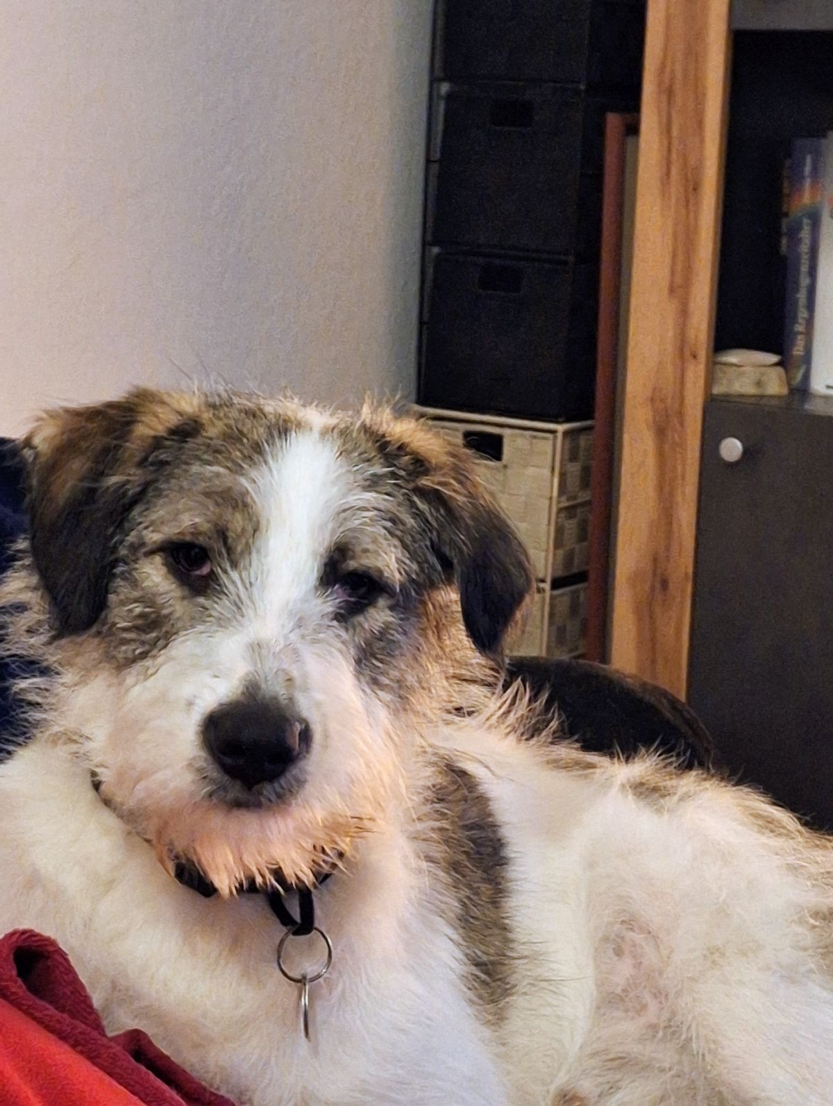 Hundewiese Celle Vorwerk in Celle