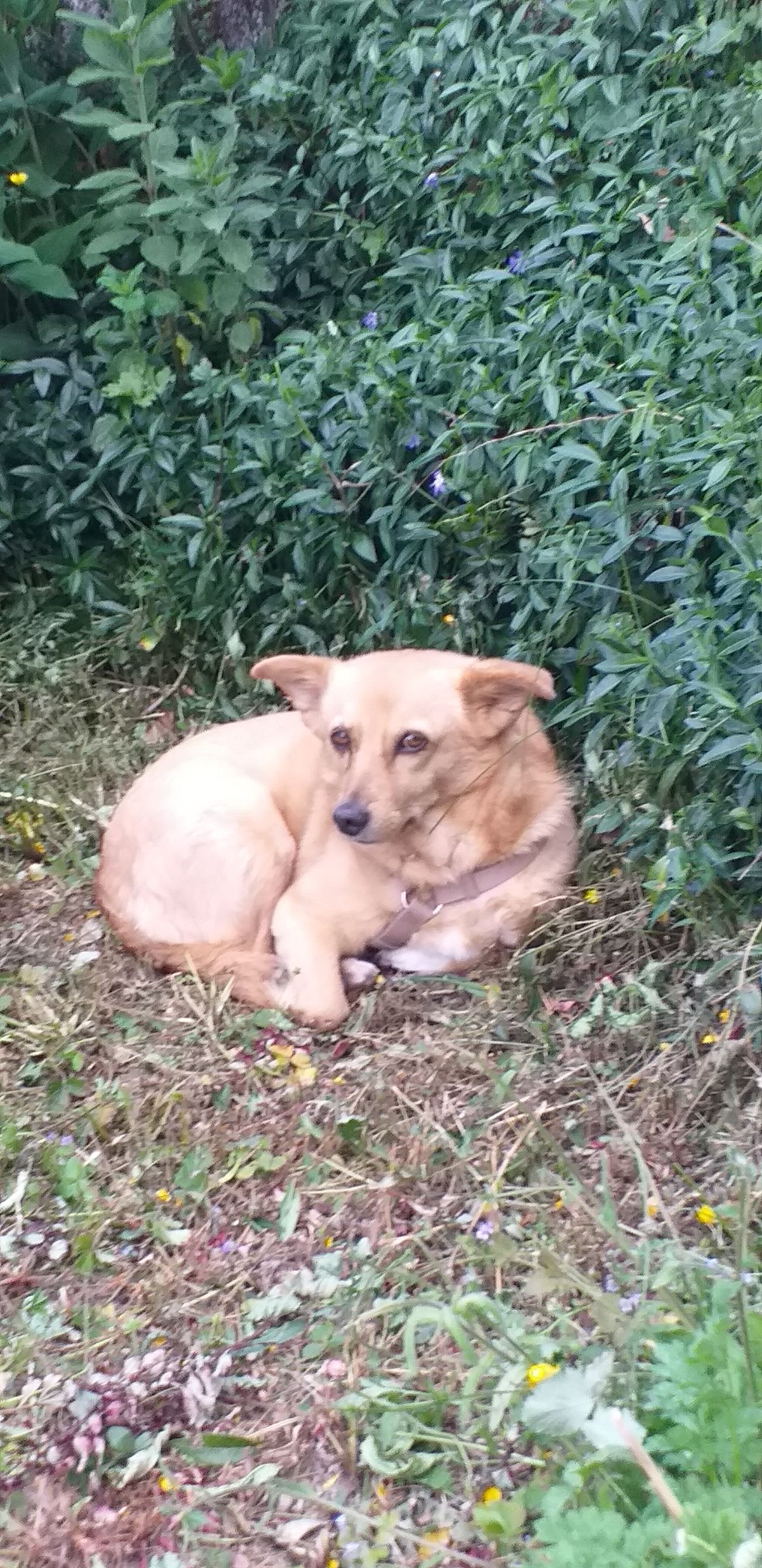 Hundewiese Pforzheim Geigersgrund