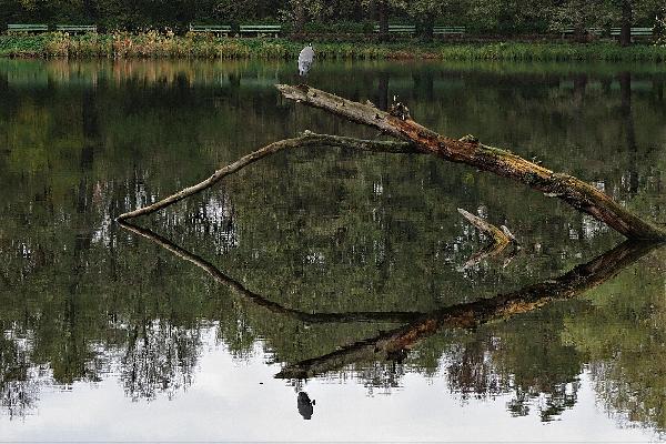 Jungfernheideteich