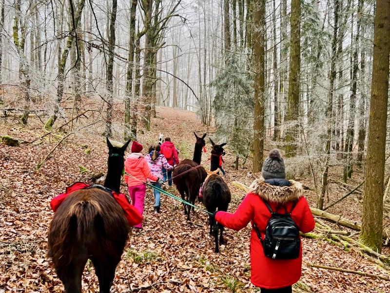 Lamawanderung Alpakawanderung Höpfingen in Höpfingen