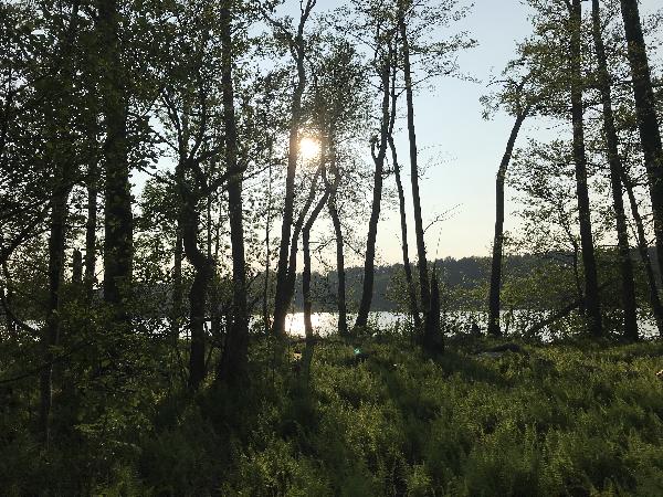 Moderfitzsee in Fürstenberg/Havel