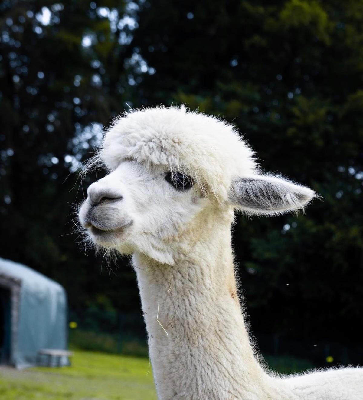 Peruvian Place Alpacas