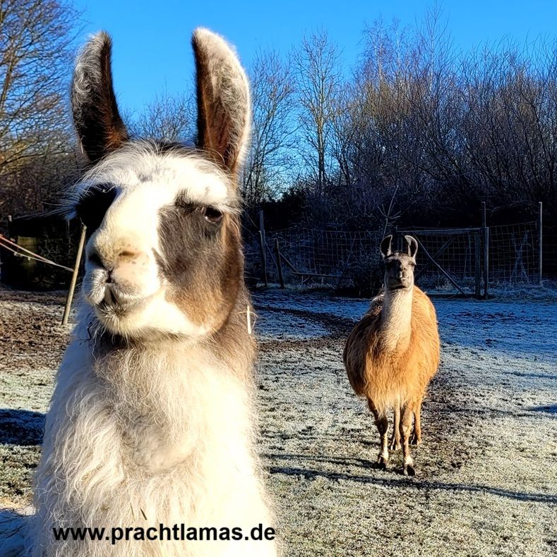 Prachtlamas * Deine Auszeit vor Ort 