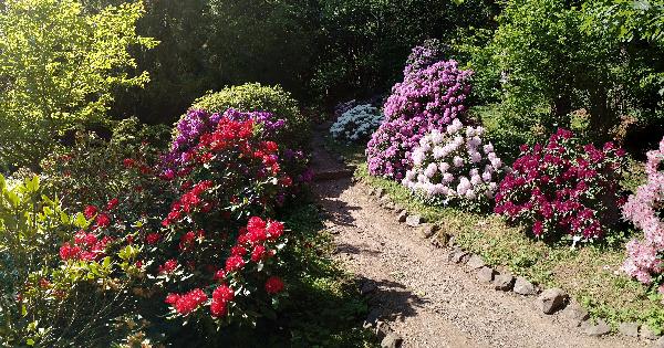 Rhododendron Garten in Bad Tabarz
