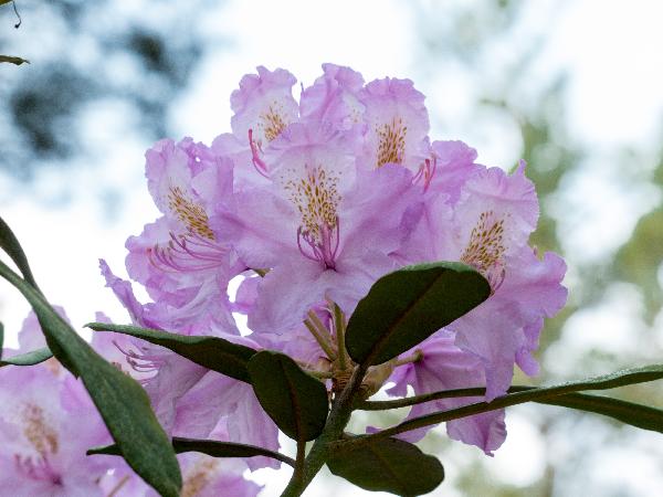 Rhododendronpark Jansen