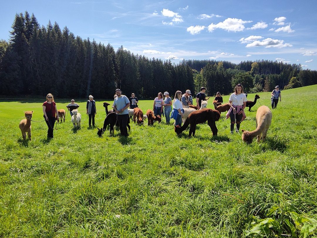 Schönenberg Alpakas