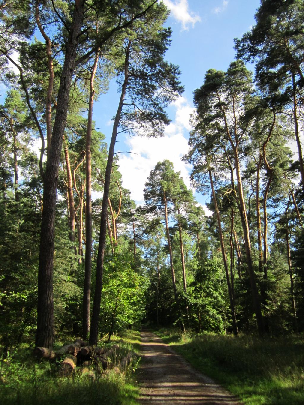Speyerer Wald in Böhl-Iggelheim