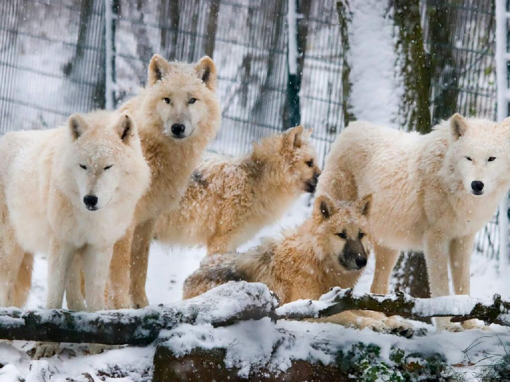 Tierpark Petersberg