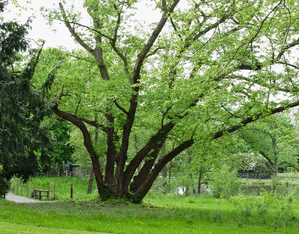 Volksgarten