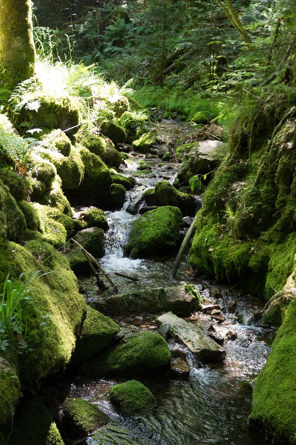 Wasserfall am Holderbrünnle in Ottenhöfen im Schwarzwald