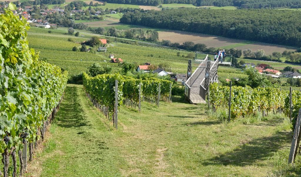 Weinblick Aussichtsplattform in Deutsch Schützen