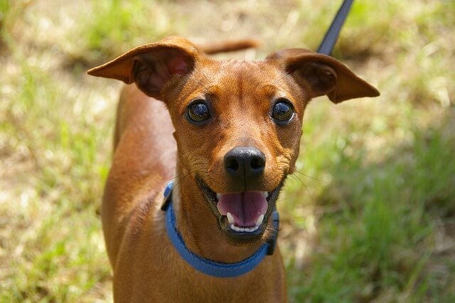 Hundewiese Dortmund Funkturmsiedlung