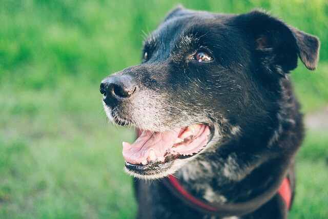 Hundewiese Aachen Hanbruch