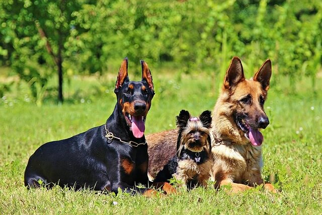 Hundeauslauf Luerweg