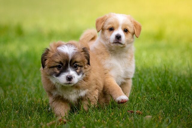 Hundefreilaufzone St. Valentin Sankt Valentin