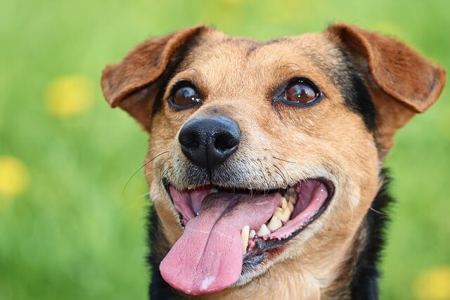 Hundefreilauffläche Gladbacher Straße