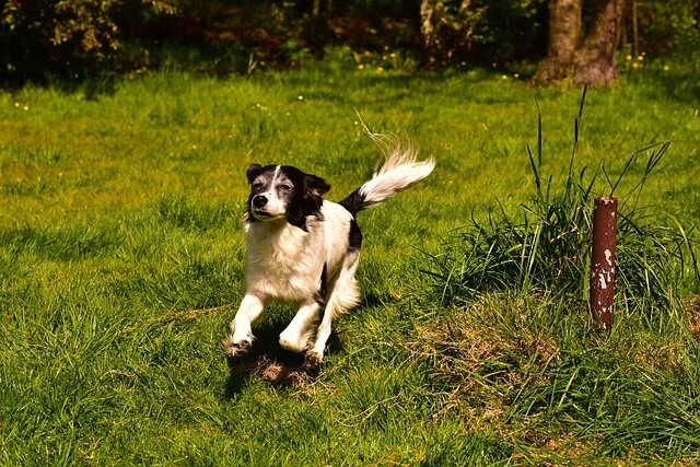 Hundewiese Basel Klybeck