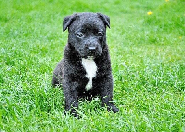 Hundewiese Karlsruhe Weingärtensiedlung