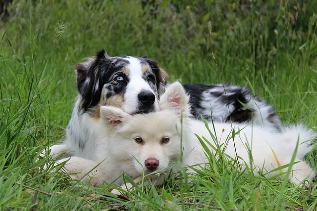 Hundewiese Hamm Neue Kolonie