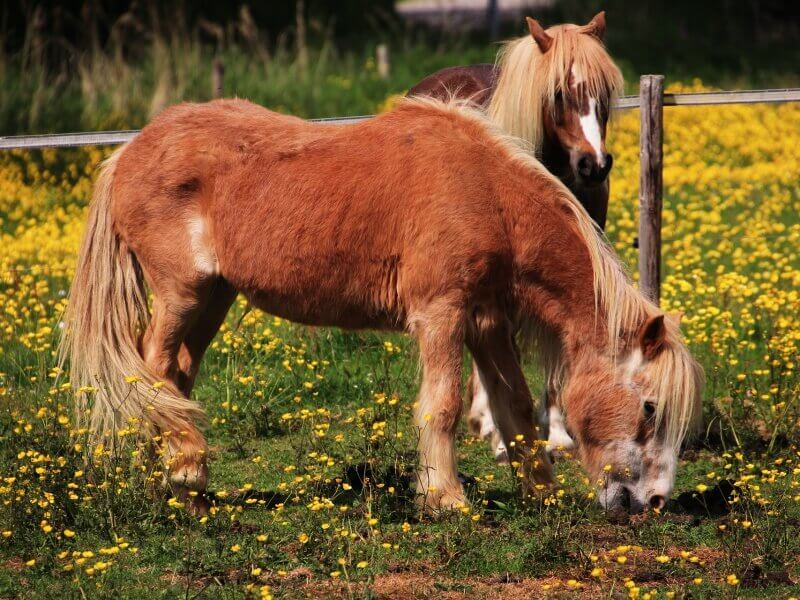 Diepeshof FreizeitMonster