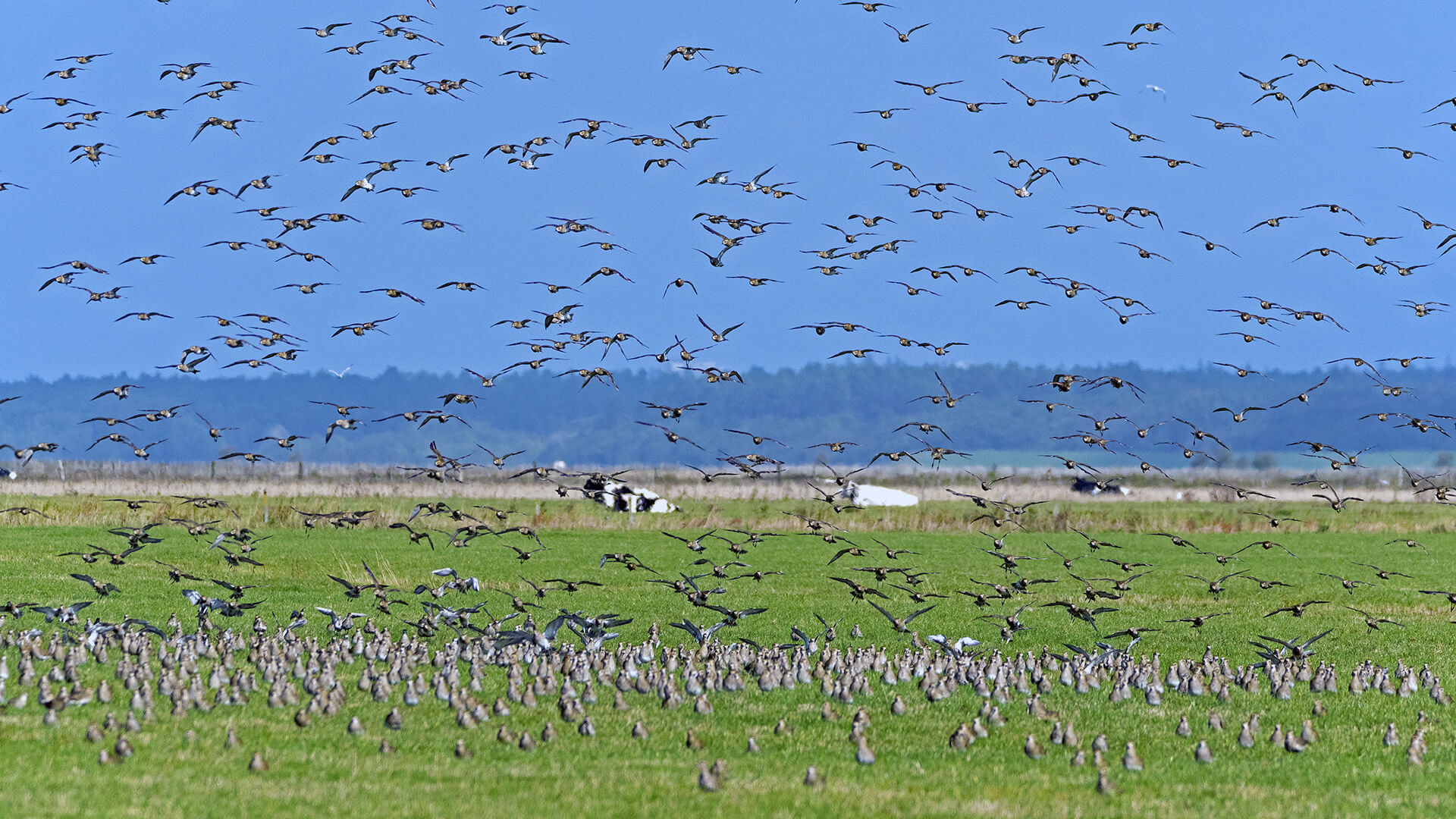 Vogelbeobachtung in Deutschland - Von A wie Amsel bis Z wie Zaunkönig