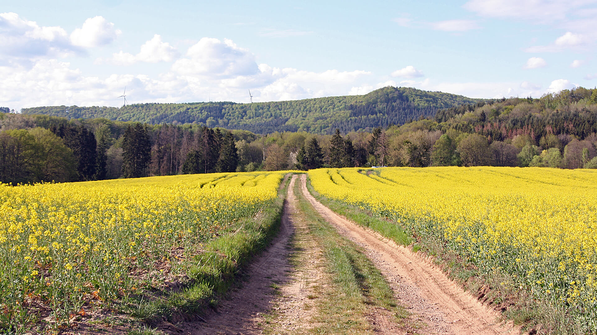 Wandern in Rheinland-Pfalz und Saarland - die schönsten Wanderwege in der Saar-Pfalz-Region