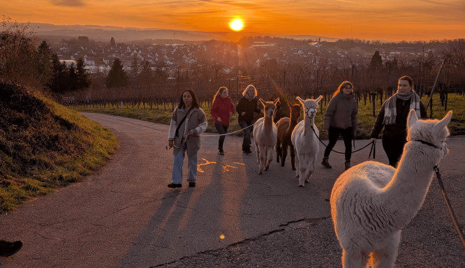 Alpakawanderung bei Stuttgart: Warum ein Spaziergang mit Alpakas anders ist als eine normale Wanderung