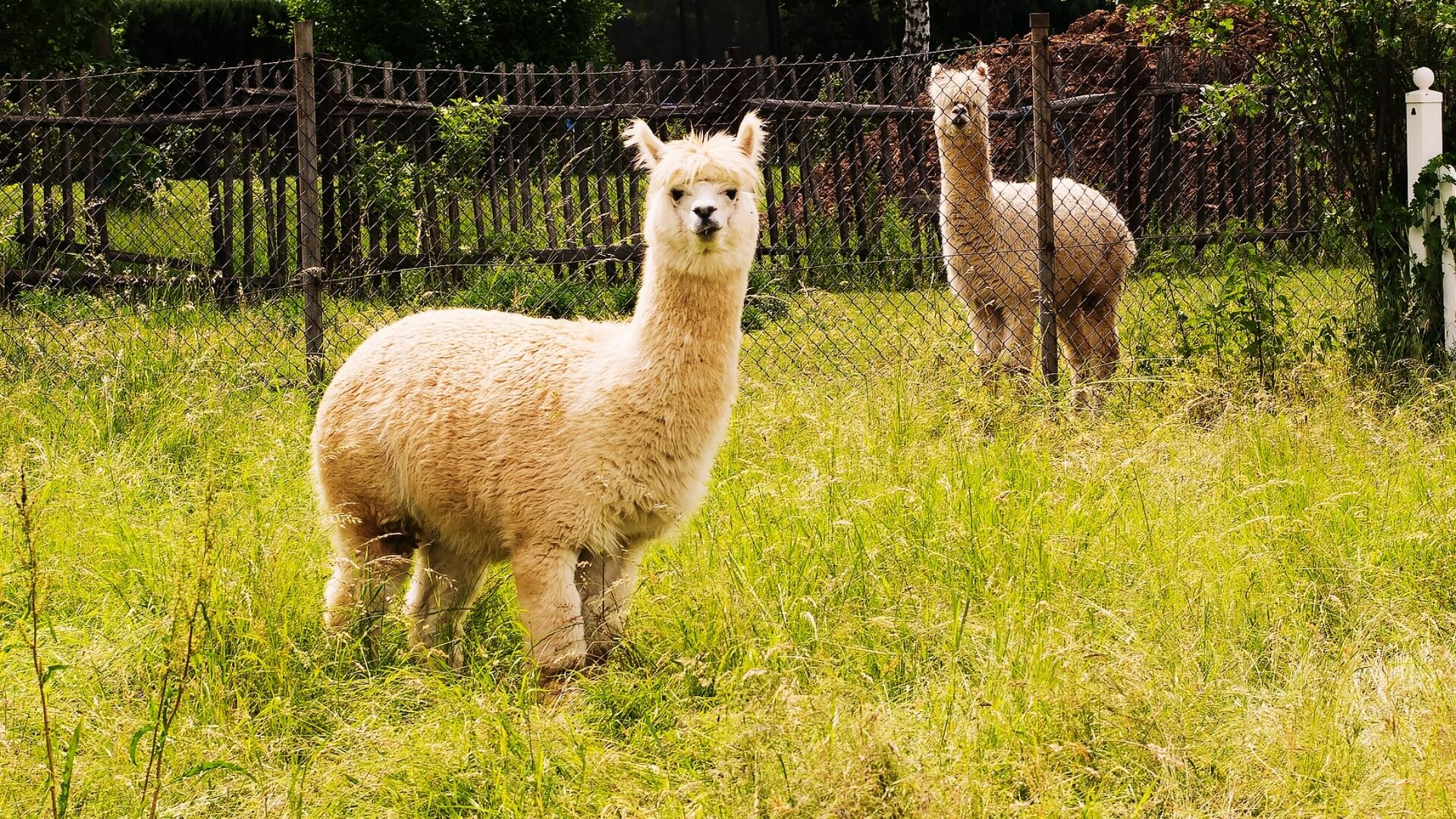 Alpaka Wanderungen in und um Cham FreizeitMonster