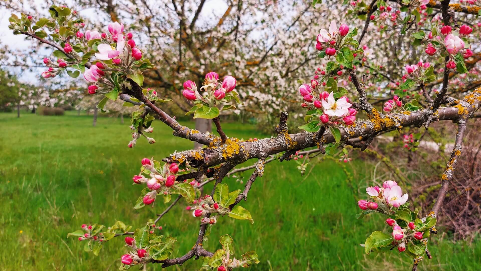 Ausflugsziele in der Natur in Täuffelen