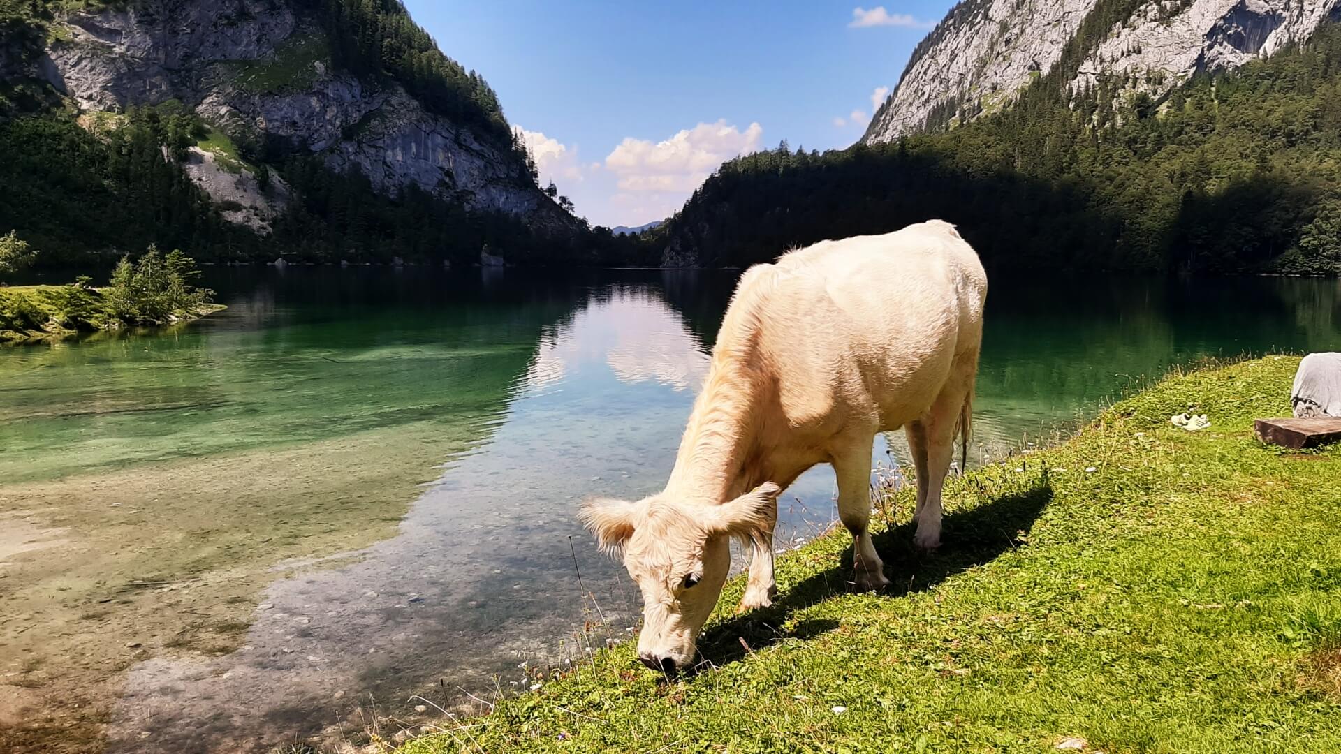 Ausflugsziele mit Tieren in Täuffelen