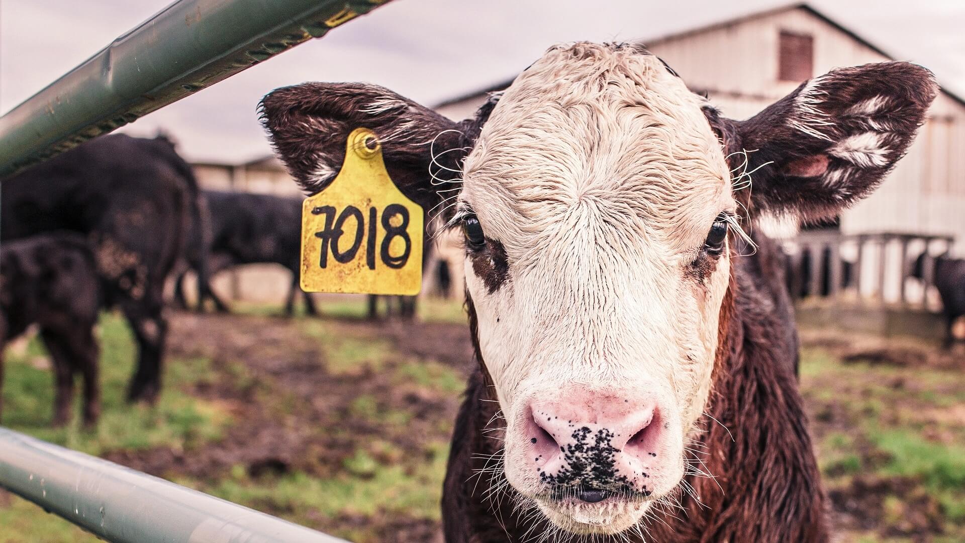 Erlebnisbauernhöfe in und um Täuffelen