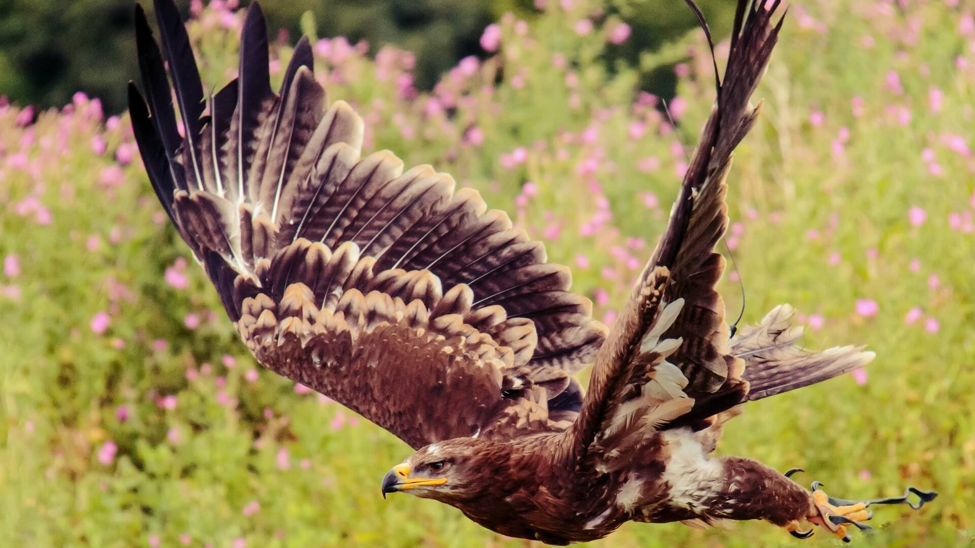 Falknereien in und um Täuffelen