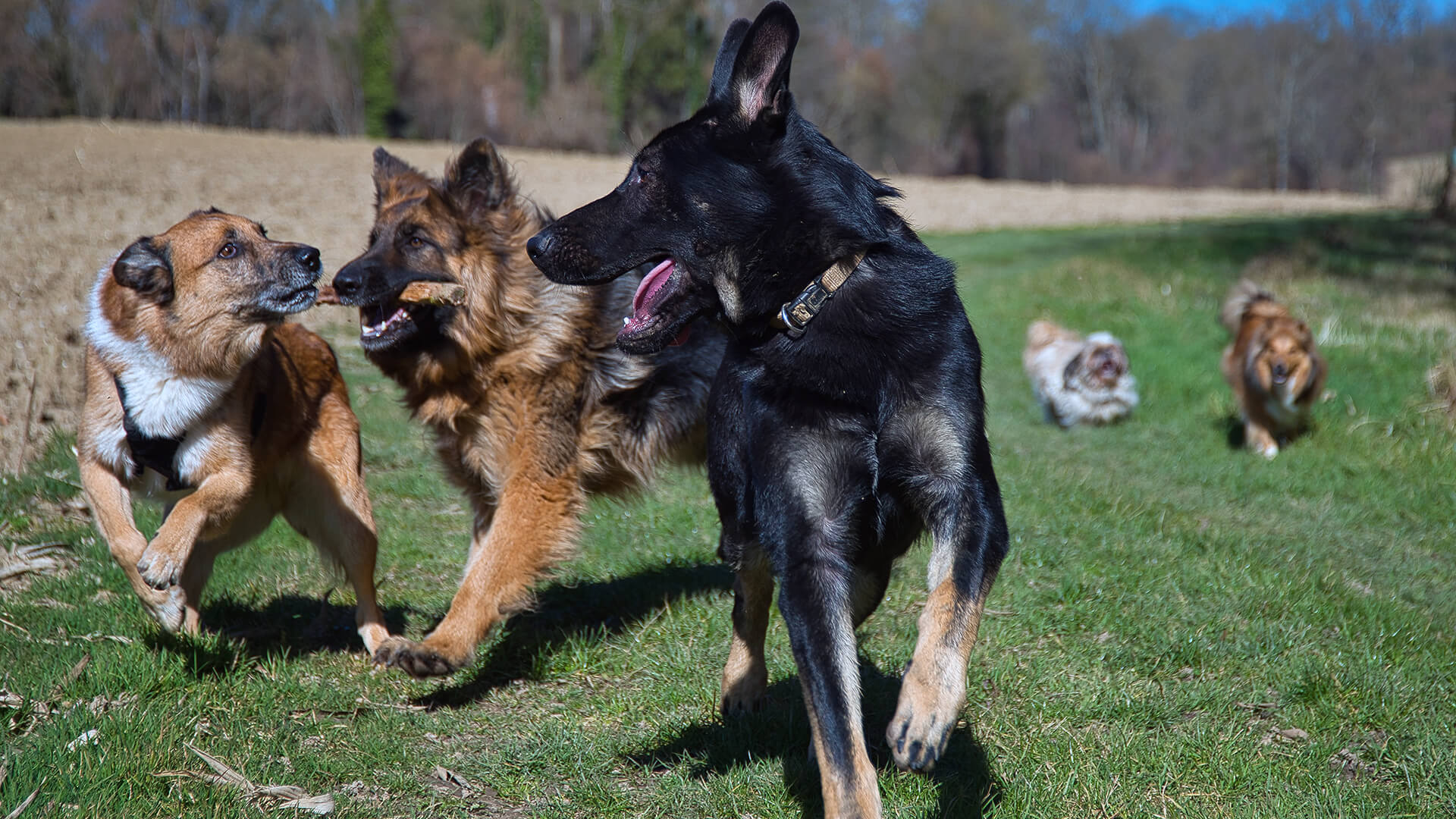 Hundewiesen in und um Täuffelen