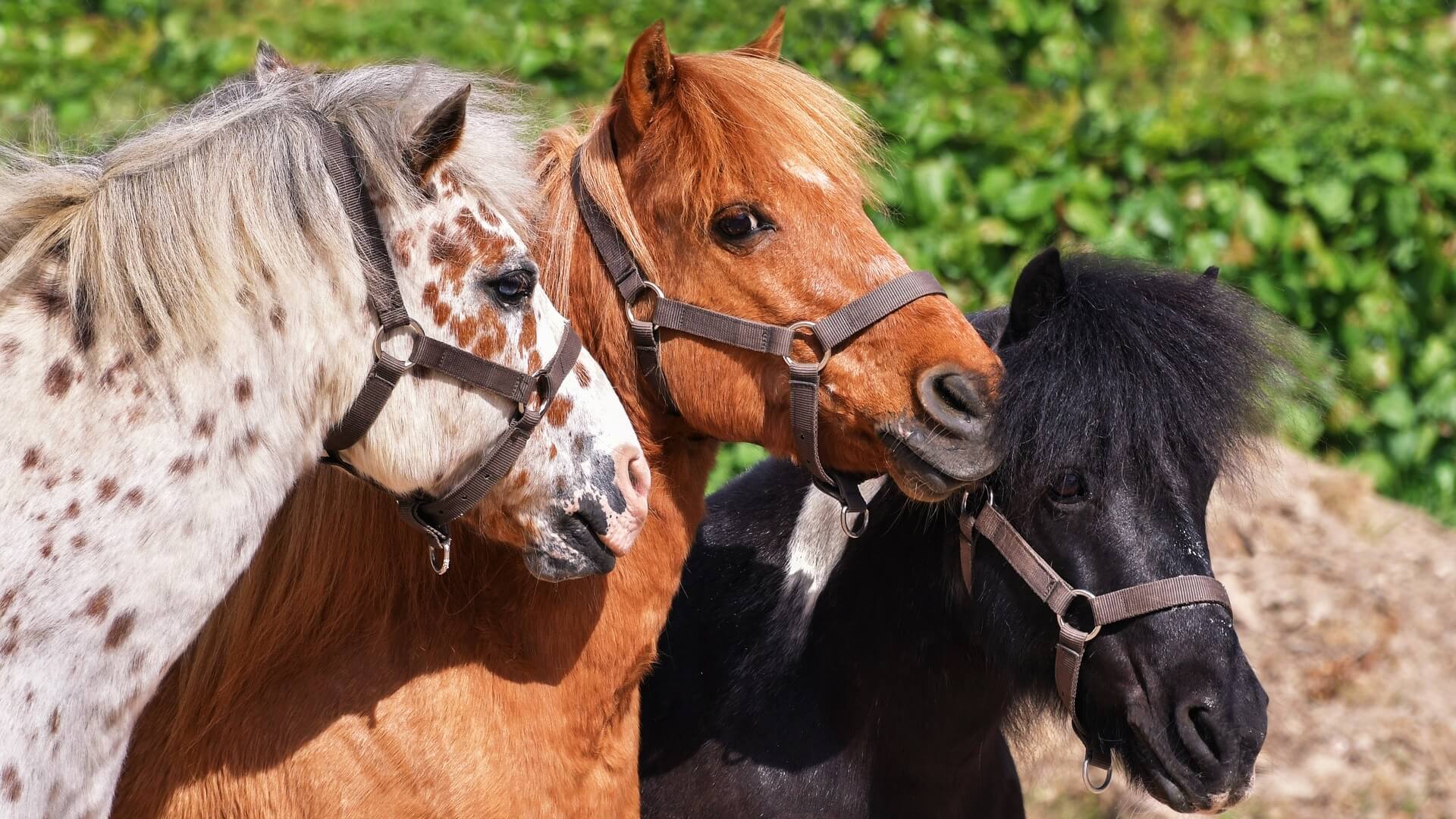 Ponyreiten in und um Täuffelen