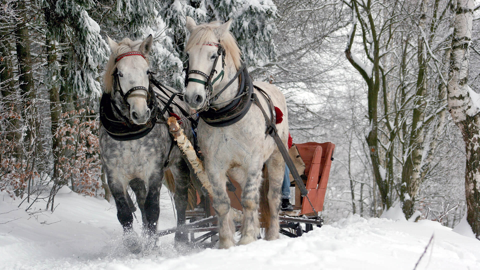 Was kann man im Winter machen? - 15 tolle Tipps