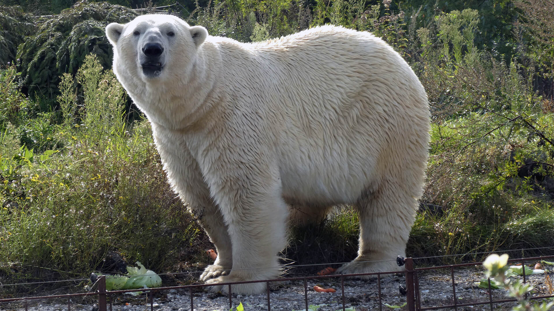 Zoos Und Tierparks In Und Um Berlin | FreizeitMonster